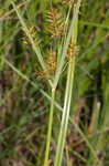 Yellow nutsedge <BR>Chufa